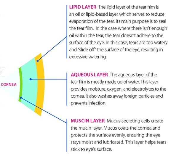 Tear film layer diagram